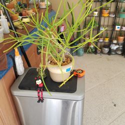 PENCIL CACTUS ITALIAN CERAMIC POT 