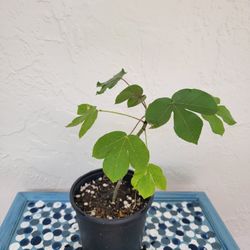 Jatropha Plant 