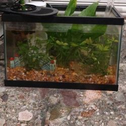 Small Fish Tank , Filter, Rocks,acrylic Food Stand Glass Orb for Decoration 