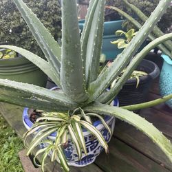 Aloe plants Big
