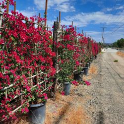Bougainvillea Tralace 15 Gallon 