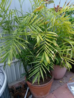 Large 6 ft. Bamboo/Parlour Palm
