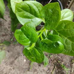 Poi Bhagi aka Malabar Spinach Plants 1 G
