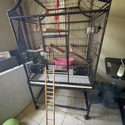 Bird Cage 