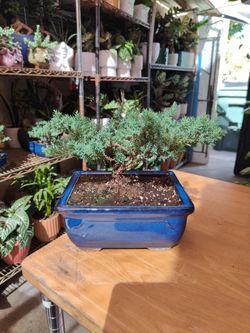 Juniper Bonsai Tree