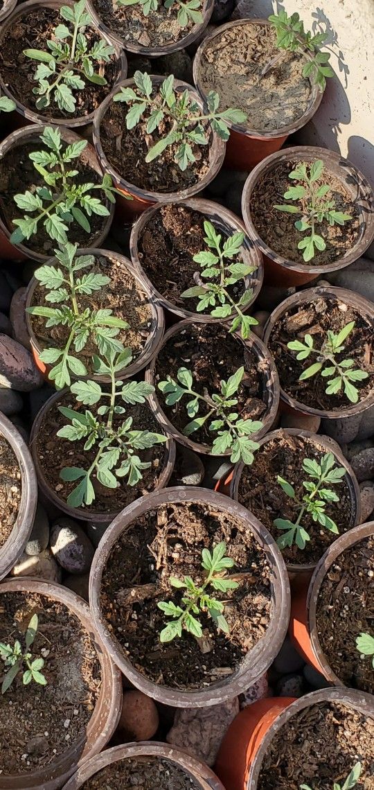 Cherry Tomato Seedlings 2.5in Pot