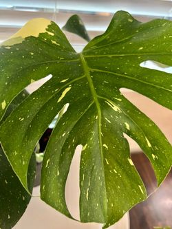 Big Monstera Thai Constellation
