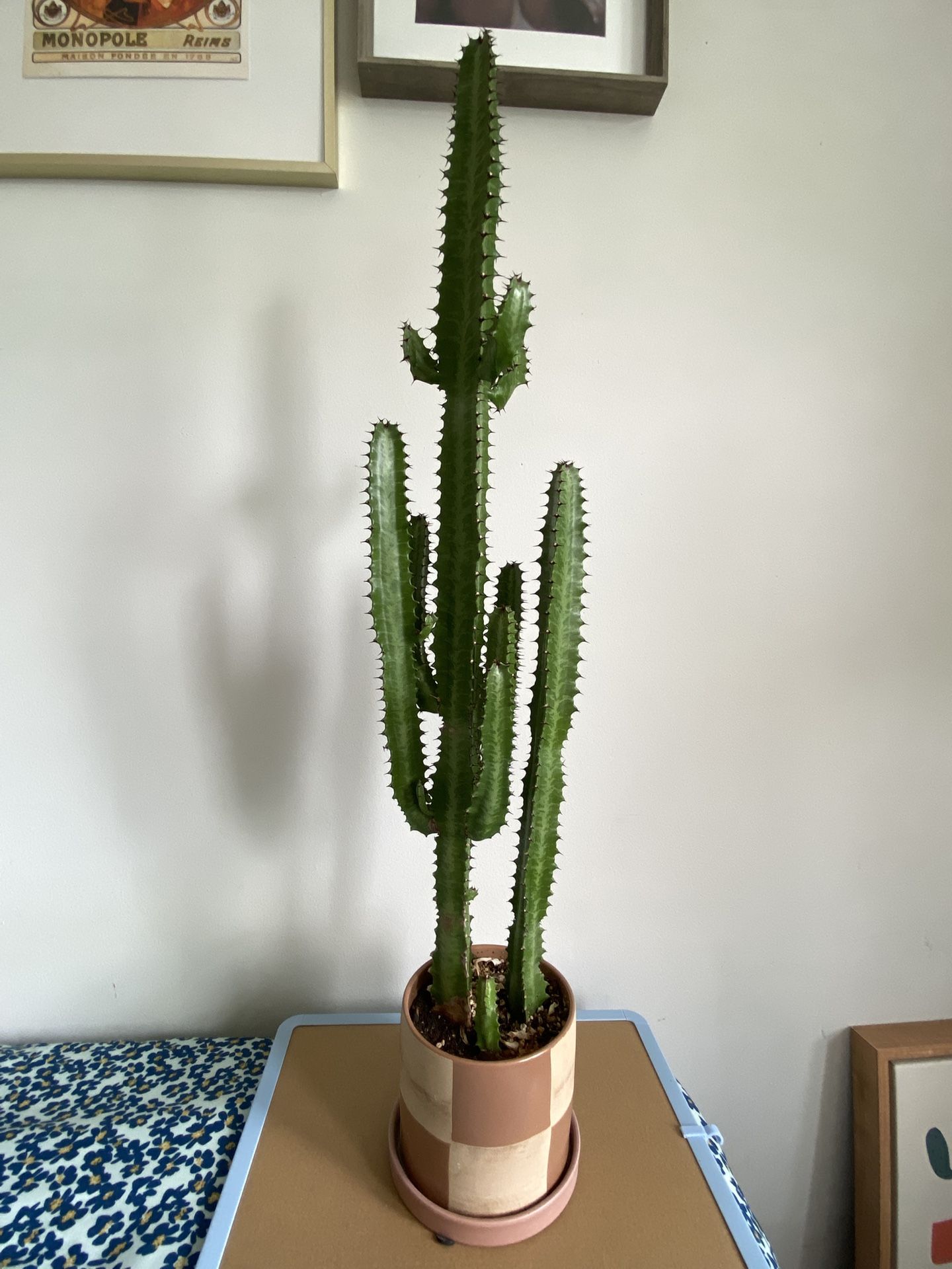 Candelabra Cactus 🌵🫶🏽