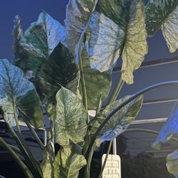 Alocasia Corms Variegated 