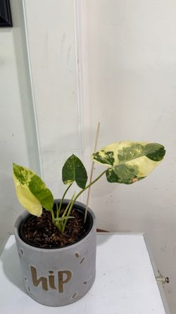 Variegated Philodendron Burle Max