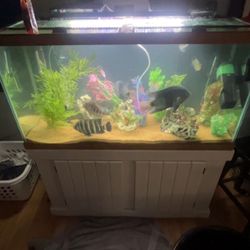 90 Gallon Fish Tank