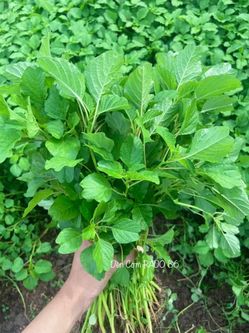 Hạt giống rau dền xanh