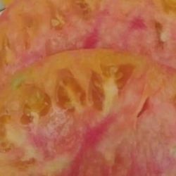 Rare Organic Large Pineapple Heirloom Tomato Plants! 2026 SEASON EARLY RELEASE! Available Now! Get a head start on your unique 2026 garden!