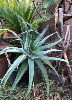 Aloe Vera, Savila