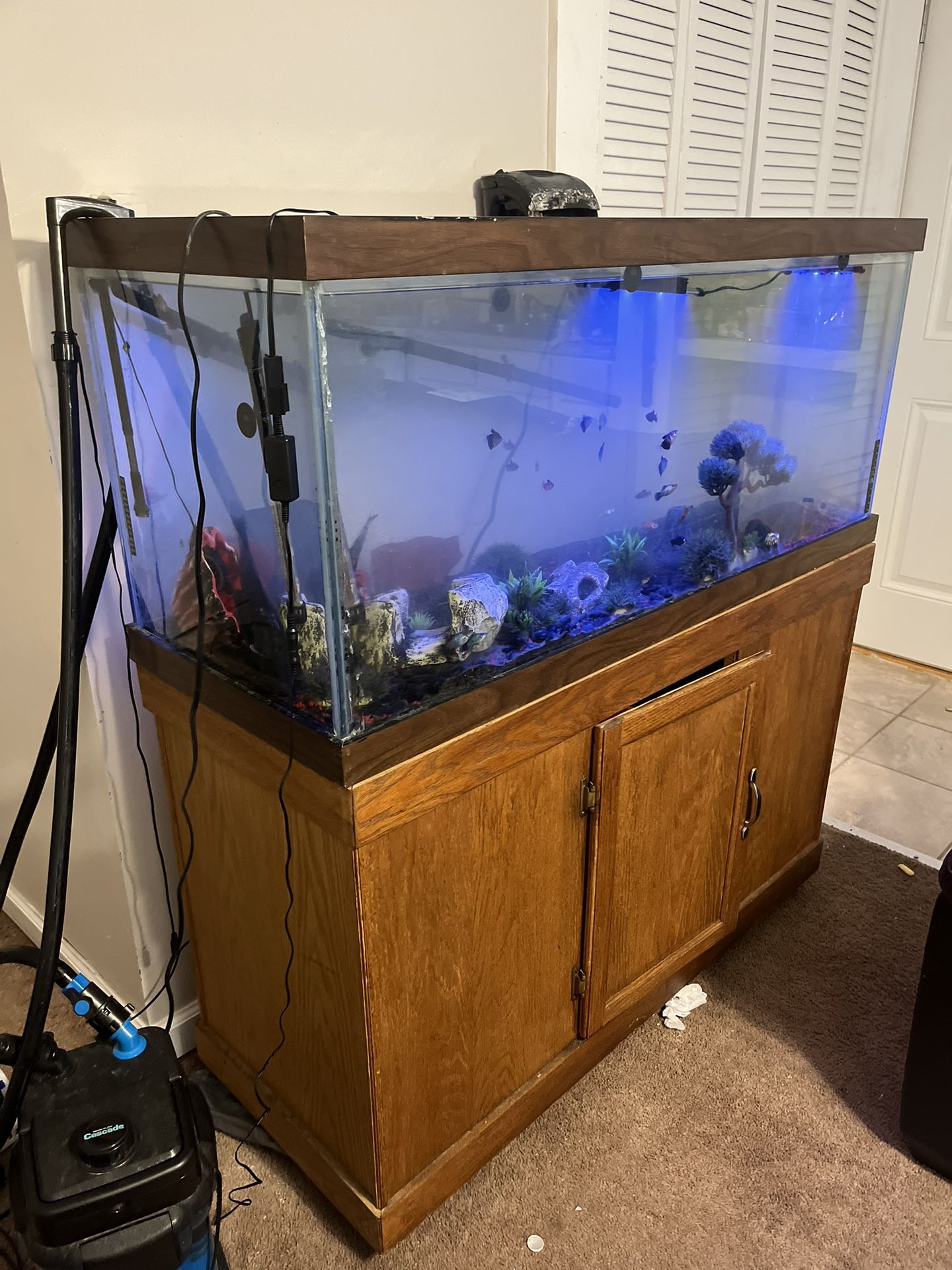 70 Gallon fish tank