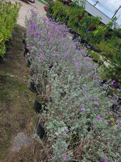 Cenizos Planta 3gallones Bushes
