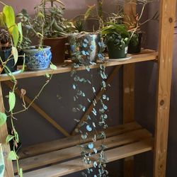 Variegated String of Hearts
