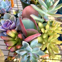 Succulent Plants, Potted Arrangements and party favors in COVINA