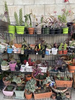 Succulents and cactus starting 2$ and up