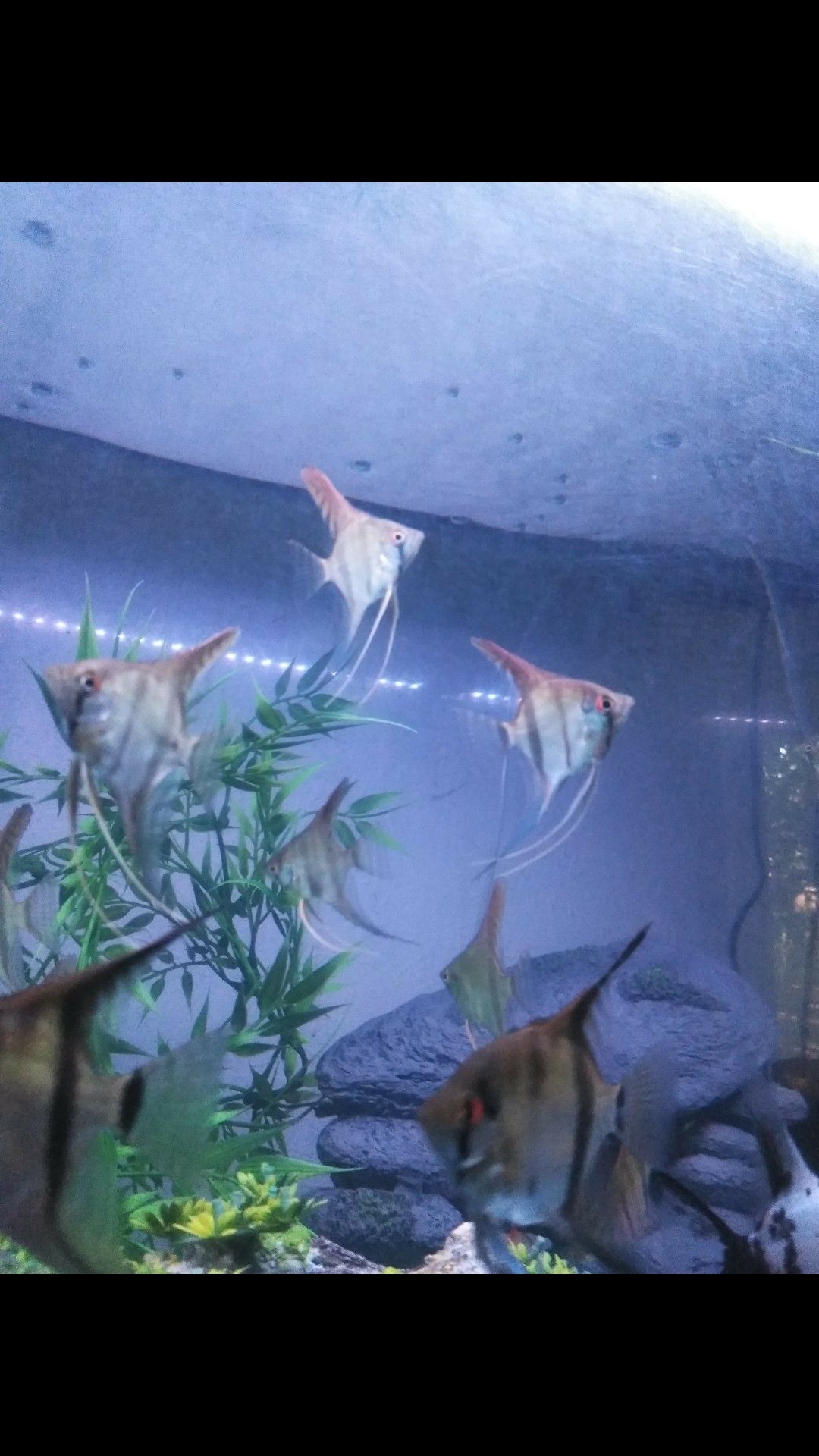 Angelfish * tank * aquarium *