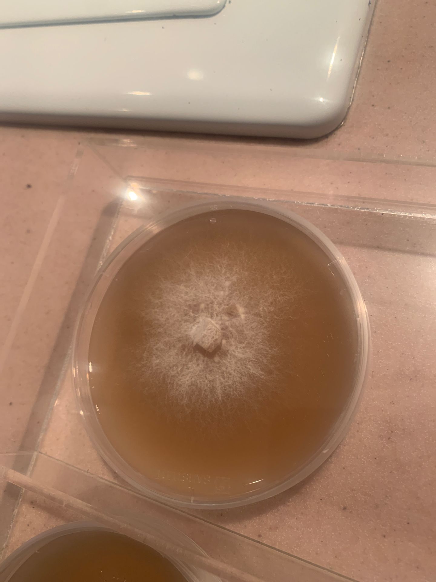 Lions Mane Plate Petri Dish