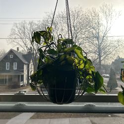 Live Brazilian Neon Philodendron 