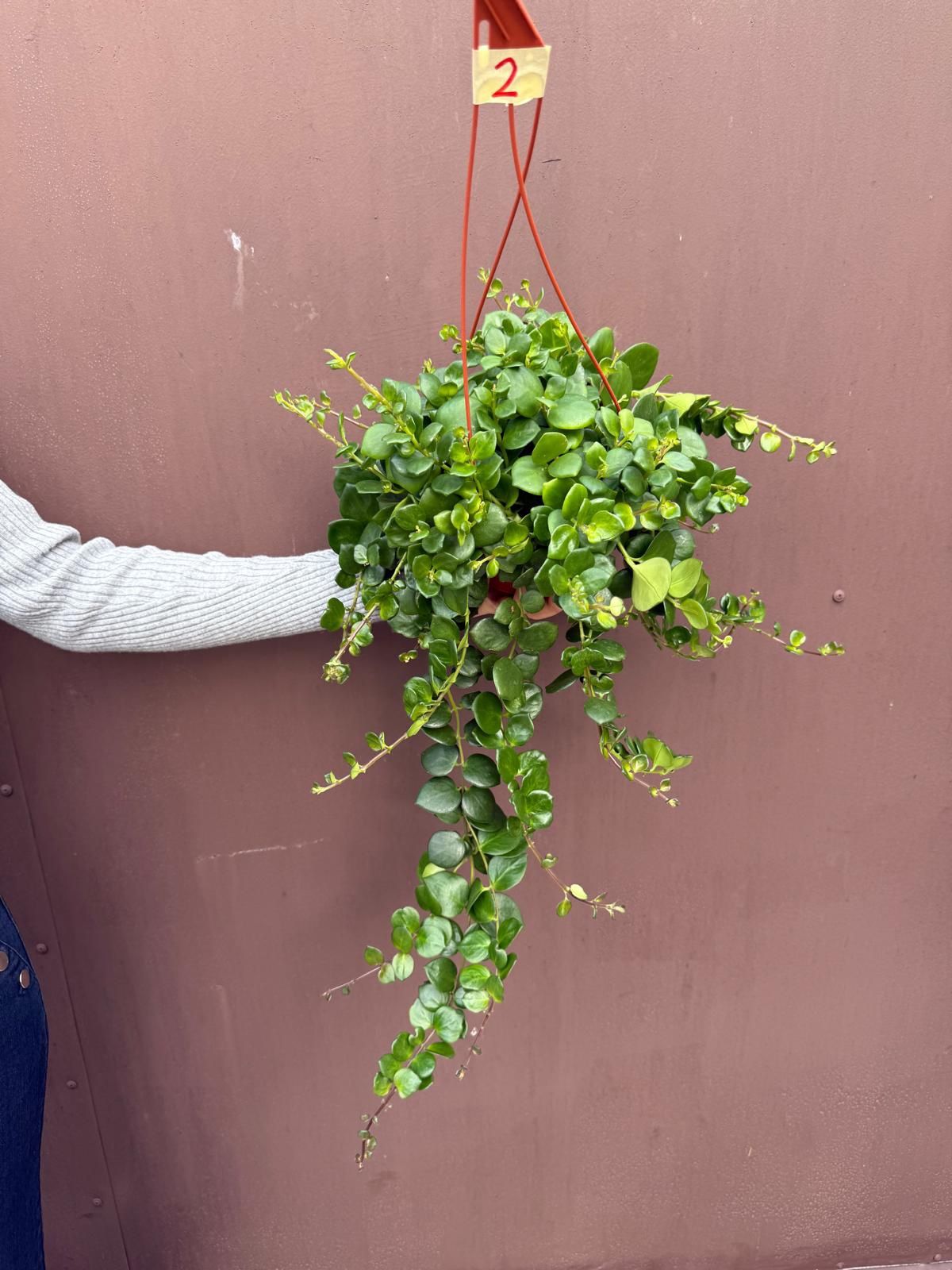 6” thai pink lipstick plant 