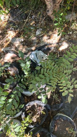 Karuveppilai leaves plants