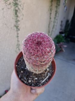 Rainbow Cactus 🌵 $15