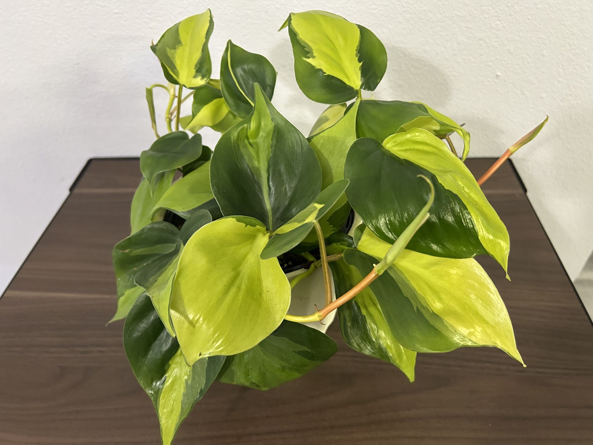 Philodendron Brasil ( Houseplant)
