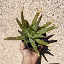 Tiger Tooth Aloe Plant