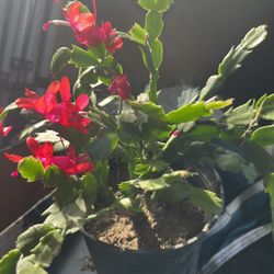 Cactus Succulent Plant