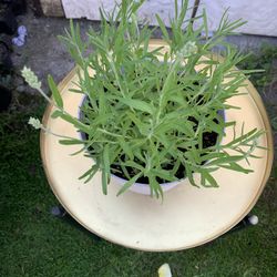 Outdoor Lavender 