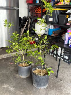 Lemon trees a green and yellow lemon