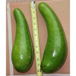 Russell Avocado Grafted Trees 3gal 
