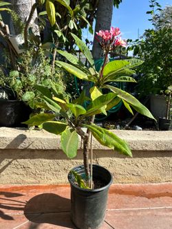 Pink plumeria