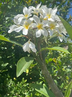 Plumeria plant