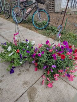 Hanging flower plants