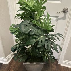 Fake Plant 