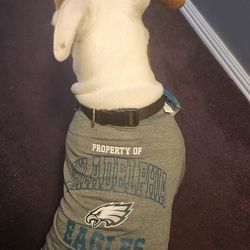 XL Official NFL (Philadelphia EAGLES) Dog Shirt & Bandana!