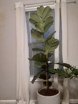 Fiddle Leaf Fig Indoor Plant