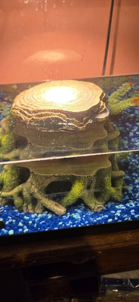 Turtle Resting Rock.