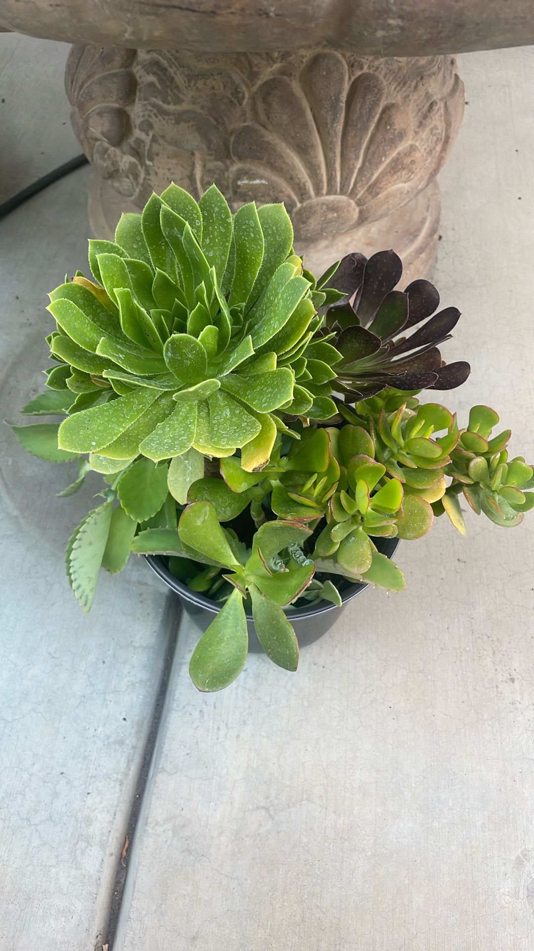 Plant Pot