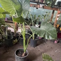 HERMOSAS PLANTAS NATURALES “HOJAS ELEGANTES PLANT “