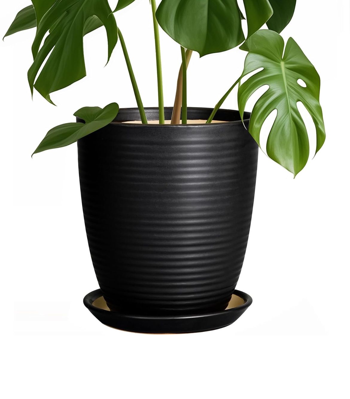 8 Inch Ceramic Planter