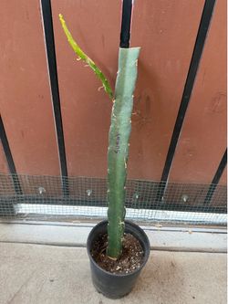 Dragon fruit