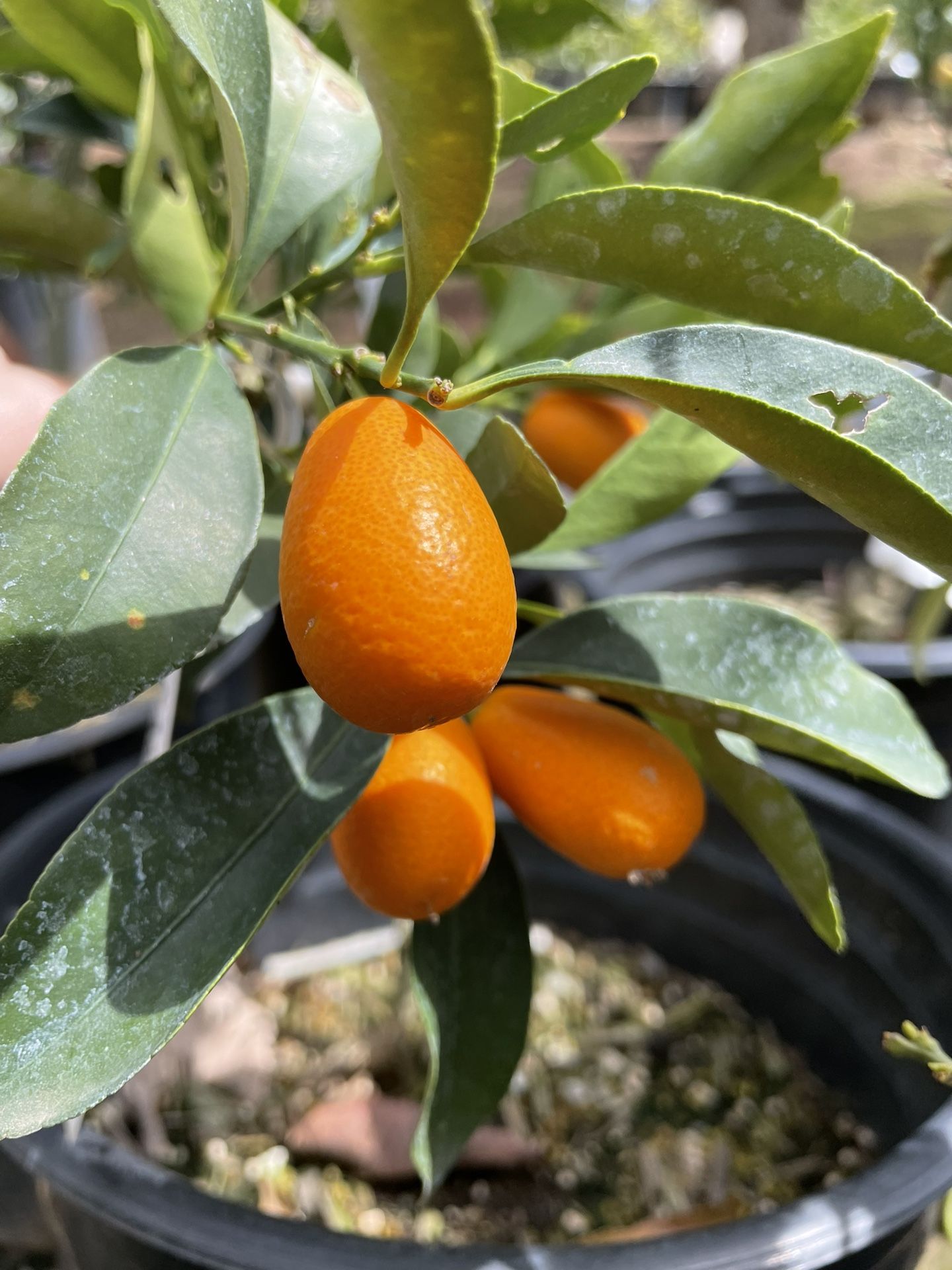 5 Gallon Size- Fruiting Age- Tangerine Trees- Lemon Trees - Lime Trees