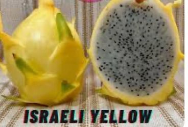 Cutting dragon fruit
