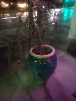 Weeping Willow With Pot$100