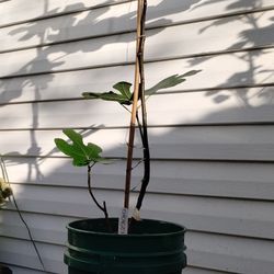 Fig Tree (Chicago Hardy)